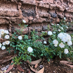 Aung Zaw Oo, 31.05.1964