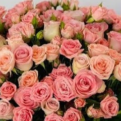 Катерина Своя, 30.01, Северск
