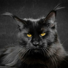 Ёшкин Кот, San Pedro Sula