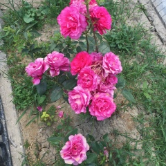 Аида Сапаргалиева, 08.07, Кызылорда