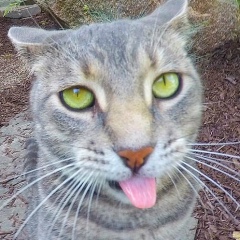 Владислав Шервиц, 15.07, Киев