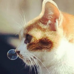 Александр Рыбцов, 26.10.1984, Харьков