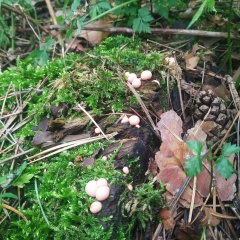 Flexey Balabayev, 14.02, Алматы