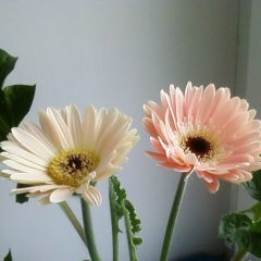 Ольга Кондакова, Киев