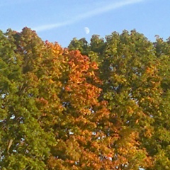 Алексей Кирсанов, 14.06.1979, Кривское