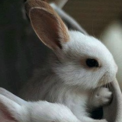 Indigo City, 22.01, Хабаровск