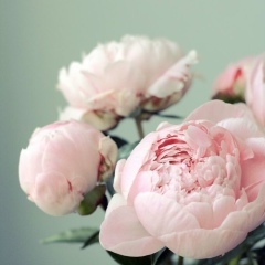 Светлана Гапонова, Орёл