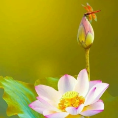 နတ္သက္ ေႀကြတဲဲ့တစ္ည, 18.01.1993