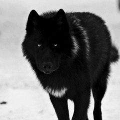 Джохар Дудаев, 02.08