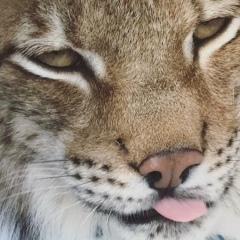 Арсен Арсенов, 13.02.1993