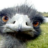 Серж Шевчук, 18.05.1984, Mbale