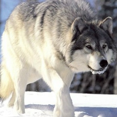 Игорь Бочкарев, 01.11.1987