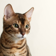 Delina Pak, 05.12, Алматы