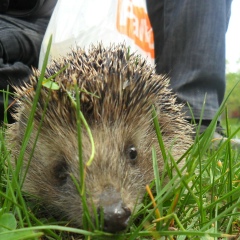 Нурия Сулейменова, 14.08.1985, Алматы