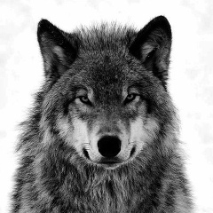 Вадим Светлицкий, 14.08.1992, Старая Купавна