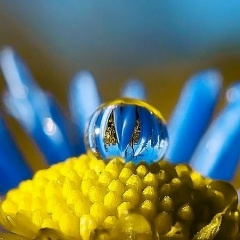 Світлана Карпець, Киев