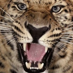 Черпак Черпак, 10.06.1987, Атырау