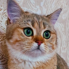 Наталья Ч, 05.02, Красноярск