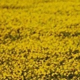 Анастасия Белова