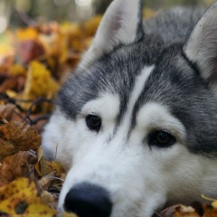Иван Аникеев, 08.02.1985, Москва