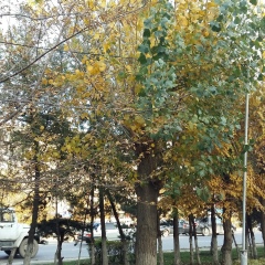 Хадижат Абдулаева, 27.09.1987, Махачкала