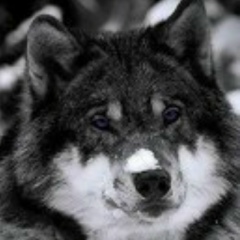 Сайд-Эмин Дикаев, 13.09, Москва