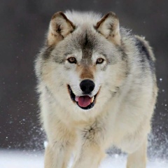 Рустам Агалиев, 08.02.1991, Усть-Каменогорск