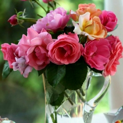 Анна Сович, Киев