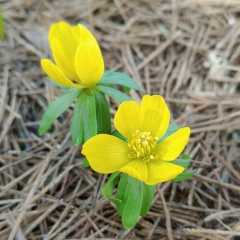 Olga Varenik, 25.11.1981