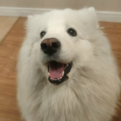 Василий Сарафанов, Сургут