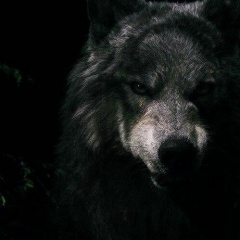 Тимур Тураев, 14.01, Владивосток