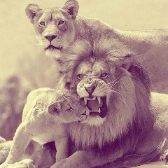 Aiperi Omurbekova, 06.08.1992, Москва