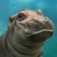 Сергей Тимошко, Челябинск