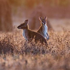 Александра Гусева, 26.02.1992, Запорожье