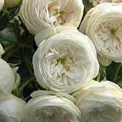 Надежда Журавлева, 06.08, Москва