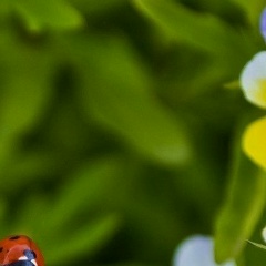 Евгения Першина, 27.08, Санкт-Петербург