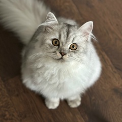 Денис Самсонов, 28.11.1993, Краснодар