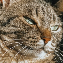 Александр Болдаков, 03.01, Los Angeles