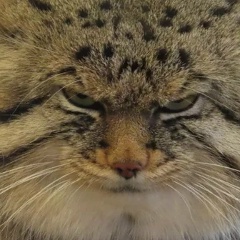 Вячеслав Носов, Санкт-Петербург