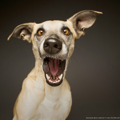 Максим Макарьян, 09.11.1988, Костанай