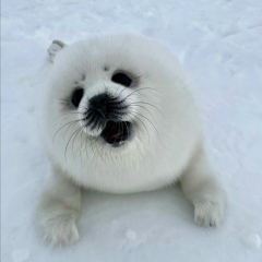 Алексей Алексей, 18.11, Северодвинск