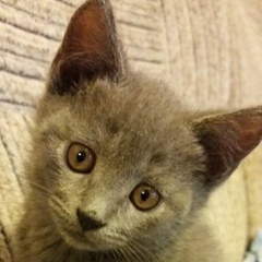 Алексей Коваленко, 17.02.1975