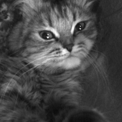 Диодора Белецкая, 24.03, Кронштадт