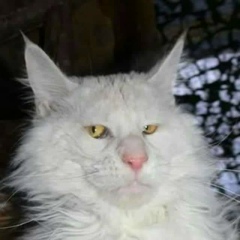 Андрей Мартюк, Hamburg