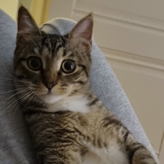 Никита Серпилов, Владивосток