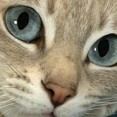 Алина Прилуцкая, 27.11, Maastricht