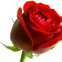 Boda Sami, 02.02.1980, Giza