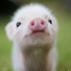 Blanken Ngo, 24.08, Москва