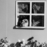 Сферическое Неосознанное, 08.05.1917, Jena