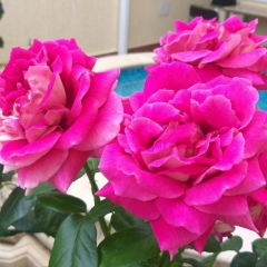 Мария Дьяченко, 21.08.1984